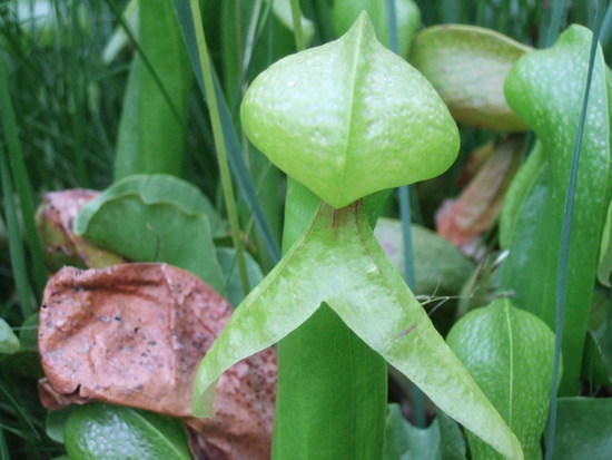 The rare deadly plant viper