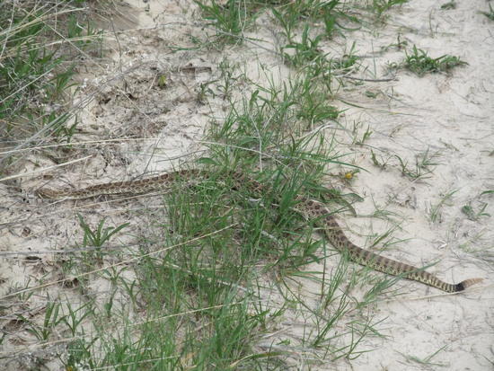 Small prairie rattler