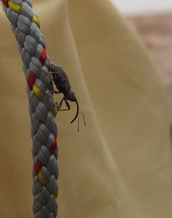 Weevil