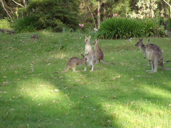 Joey Kangaroo