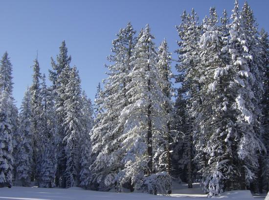 Trees