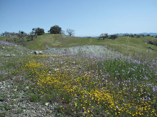 Carpet of Small Flowers