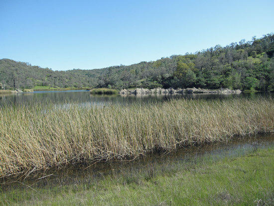 View of Coit Lake from the North Western End