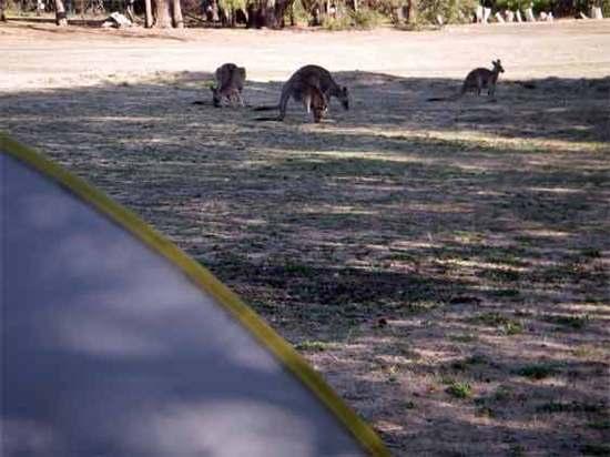 Roos over the Rainbow
