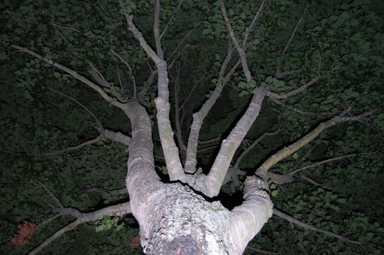 tree