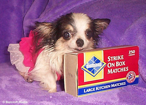 dog