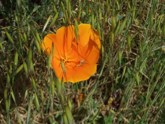 spider in poppy