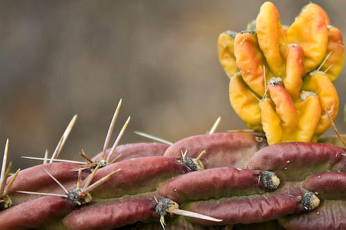cactus