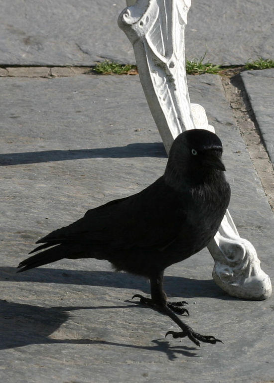 crow leg