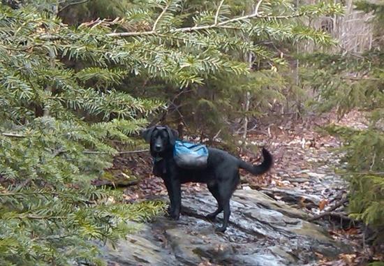 My pooch