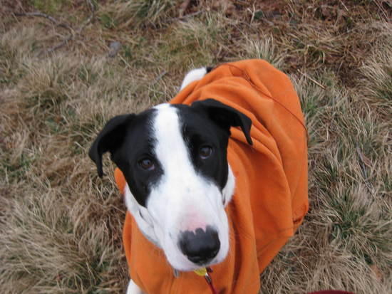Katahdin's fleece