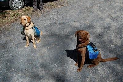 Dogs