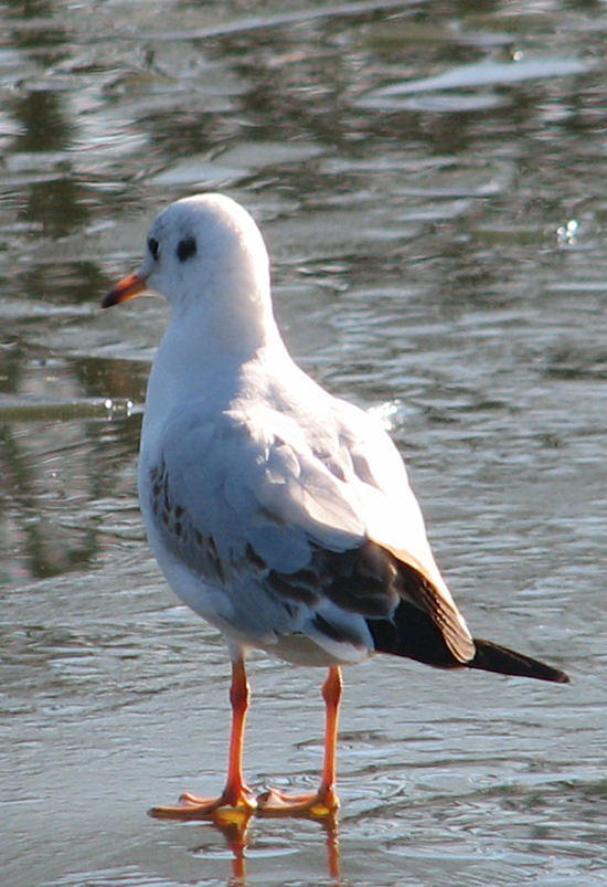 gull-ice