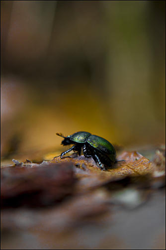 Not a very interesting creature, but I thought the picture turned out decent at least.