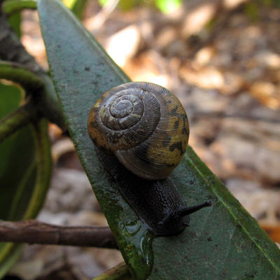 snail
