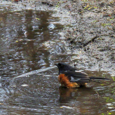 towhee