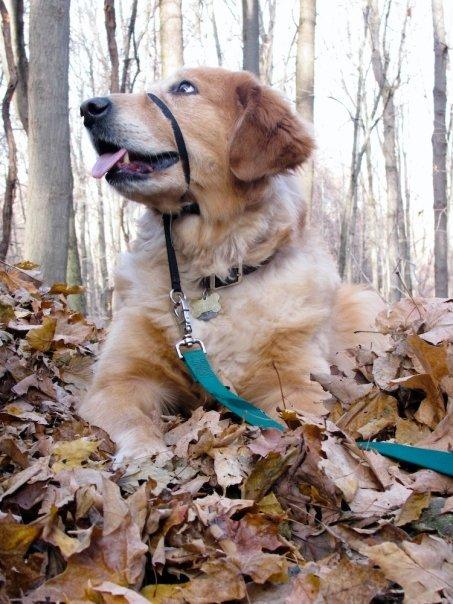 Stella the wunderdog