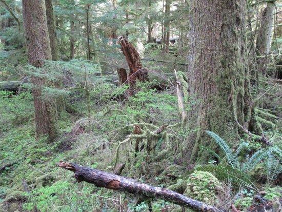 Western Washington forest