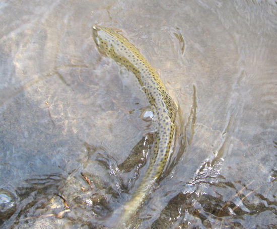 A nice 12-incher