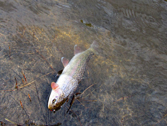 Plenty more in this creek