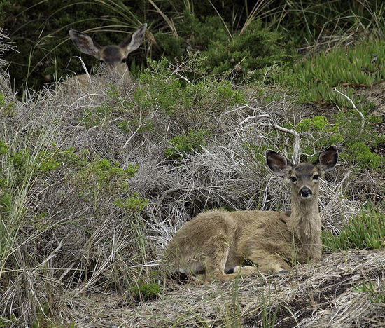 D'oh! two deer, two female deer.