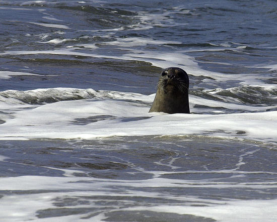 Barky the seal