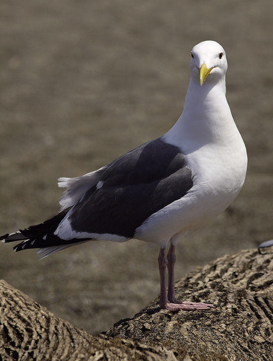 You, lookin' at me?