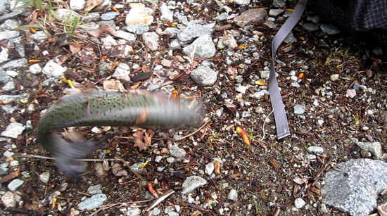 Trout 1