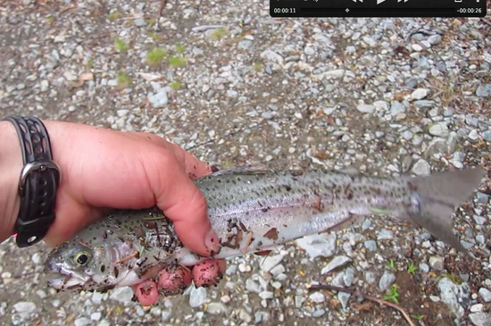 Trout 2