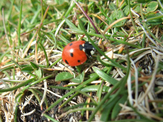 ladybird