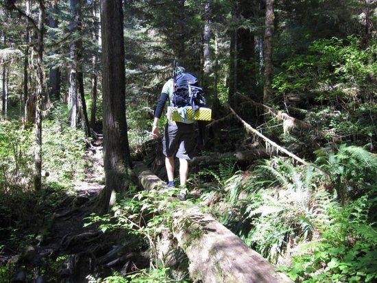 Lots of log crossings