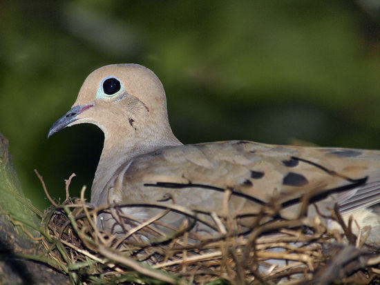 Mourning dove