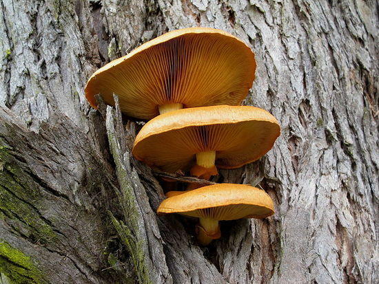 Fungii in Nicholii by gate - 0485