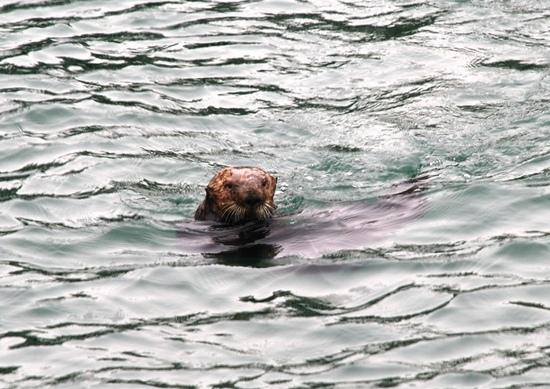 Sea Otter
