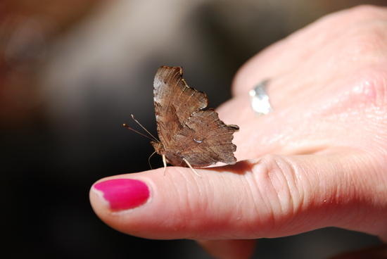 Butterfly