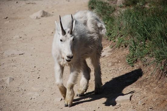 Mountain Goat