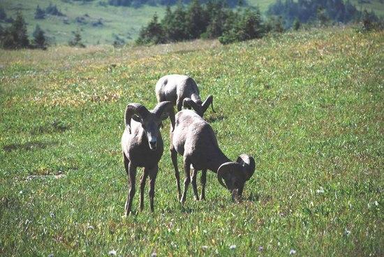 Mountain Sheep