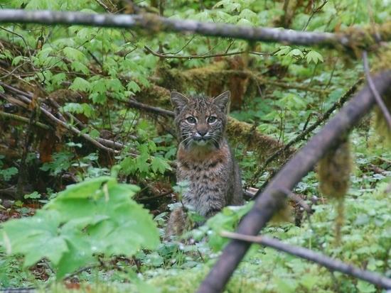 Quinault Rain Forest - Olympic
