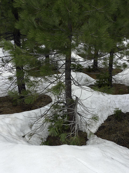 tree holes