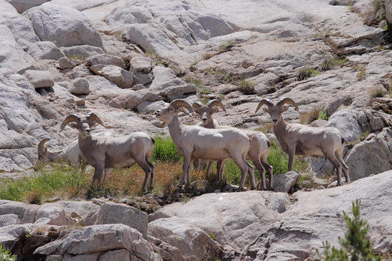 Male herd of bighorn sheep near Rae Lakes, Kings Canyon National Park