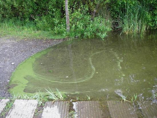 Blue-Green Algae
