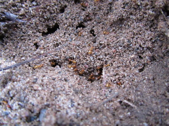 ants