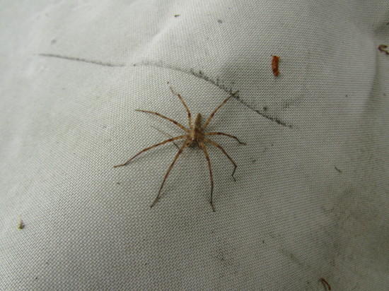 spider