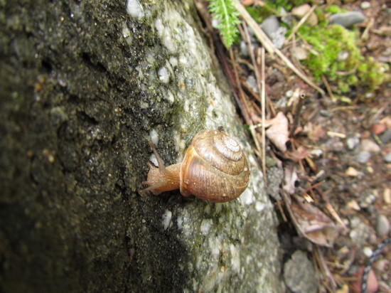 snail