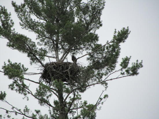 eagle