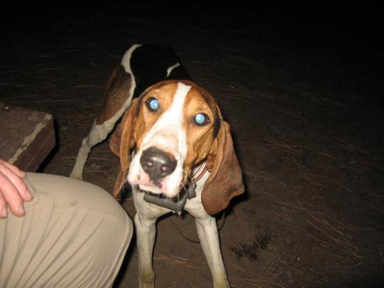lost dog