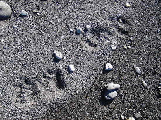 Bear Tracks south of Shipman Creek - Lost Coast