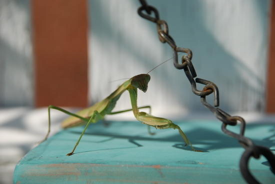 Praying Mantis