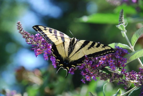 Swallow Tail