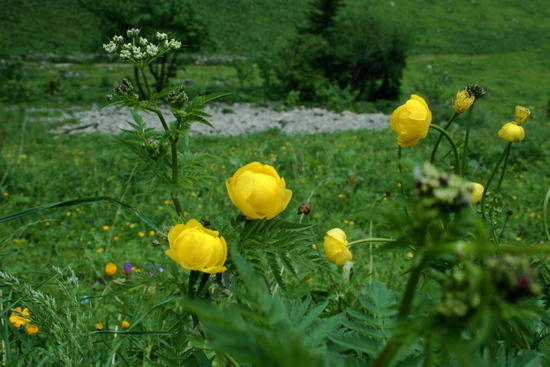 papaver